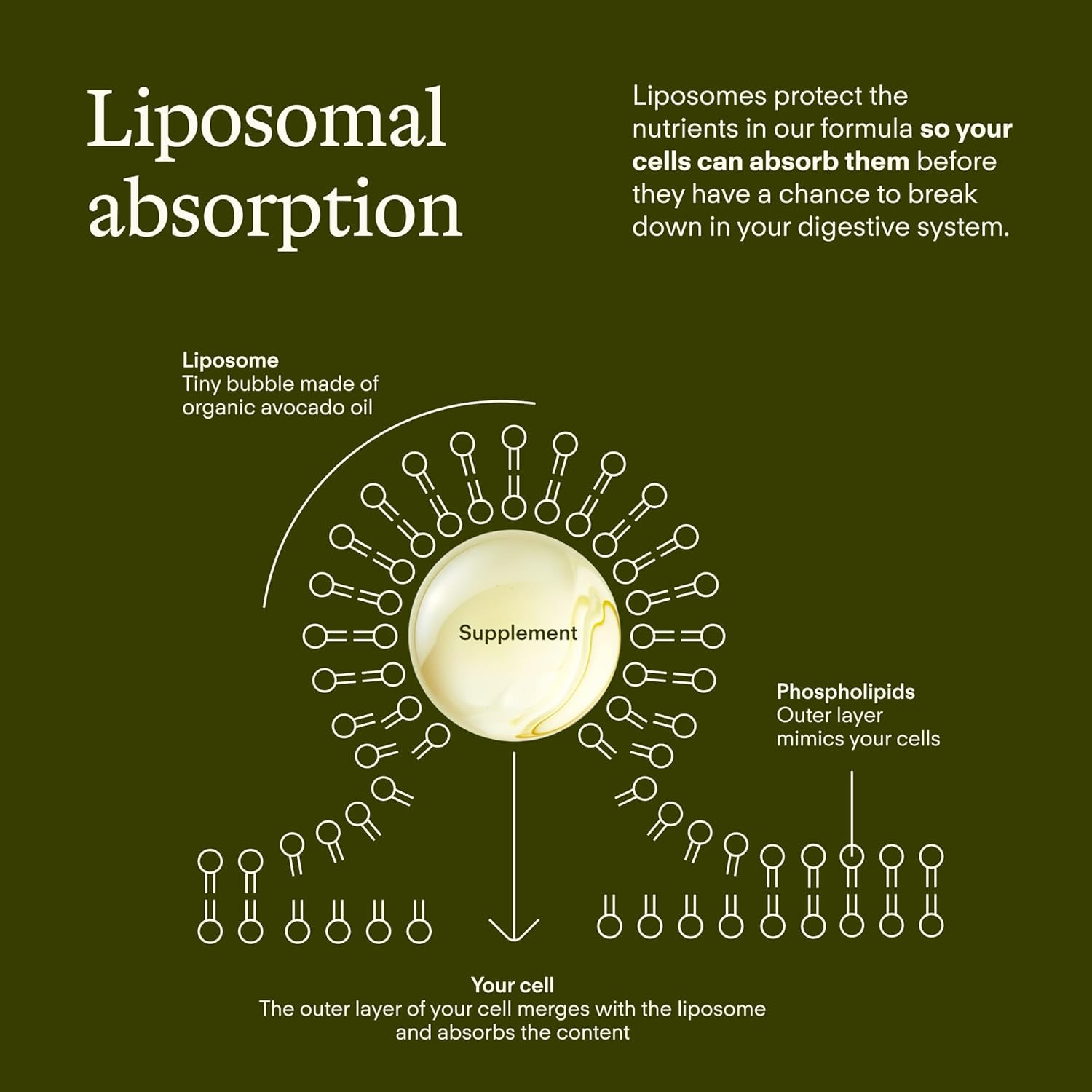 Longevity – Liposomal NAD+ Glutathione Supplement W/Liquid NAD+, Coq10, B12, MCT