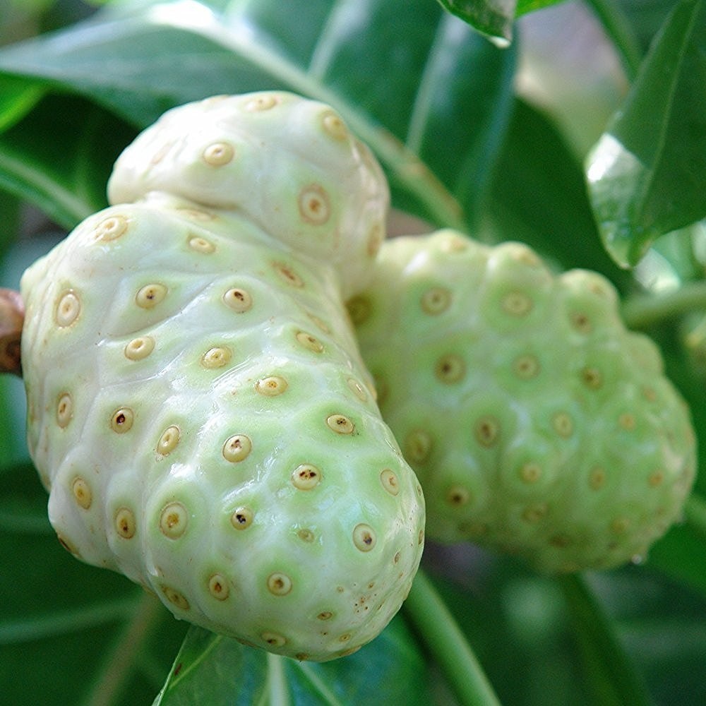 Noni Supplement – NONI EXTRACT – Tropical Fruit 1 Bottle 60 Capsules