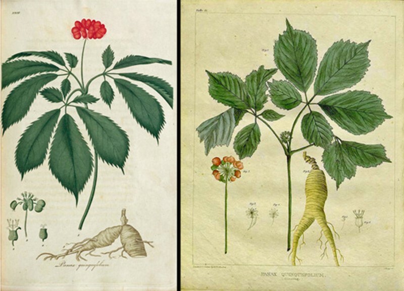 American Ginseng Root Extract 5:1 Powder | 2.5oz to 5lb | 100% Pure Hand Crafted