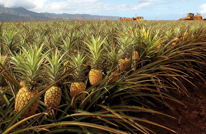 Pineapple Slices Dried | 4oz to 5lb | 100% Pure Natural Hand Crafted