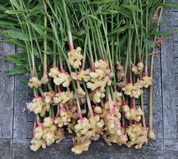 Ginger Root Slices | 4oz to 5lb | 100% Pure Natural Hand Crafted