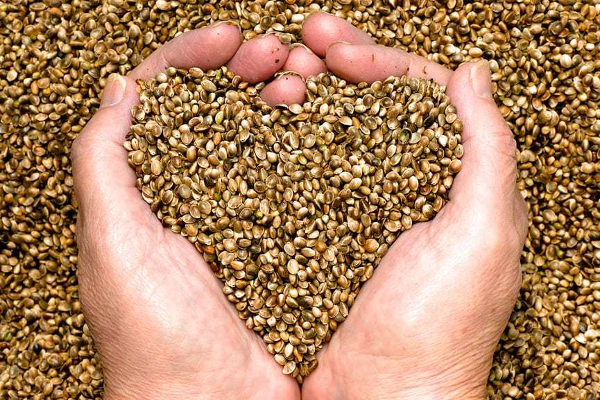 healthy gut liquid capsules – HEMP SEED OIL ORGANIC 1400mg 3B – natural hemp