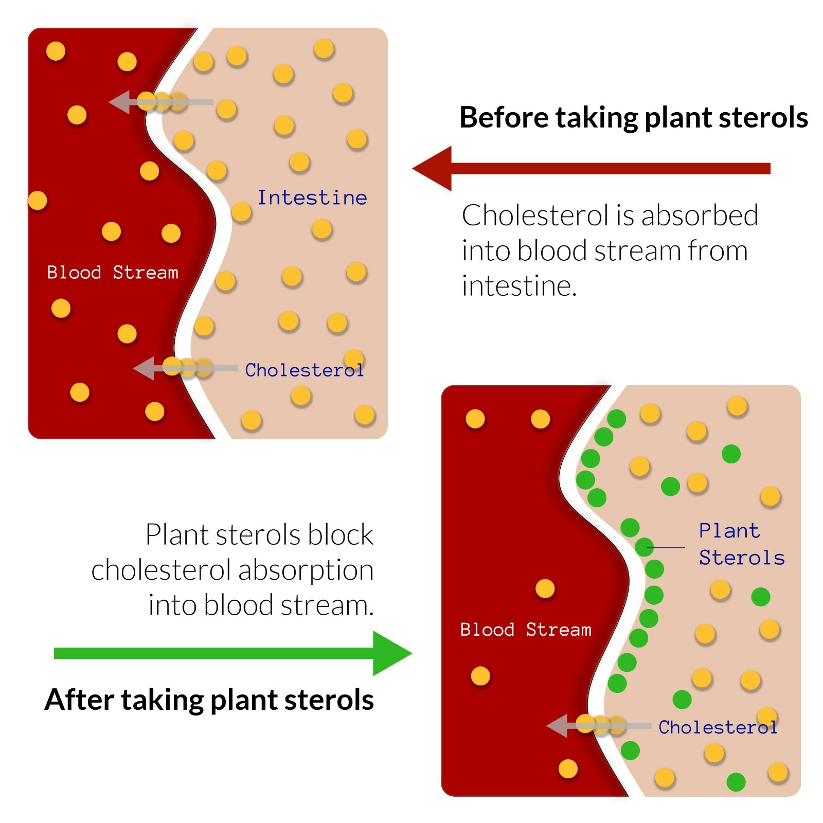 Citrus Bergamot Cholesterol Lowing Supplement That Work with Plant Sterols