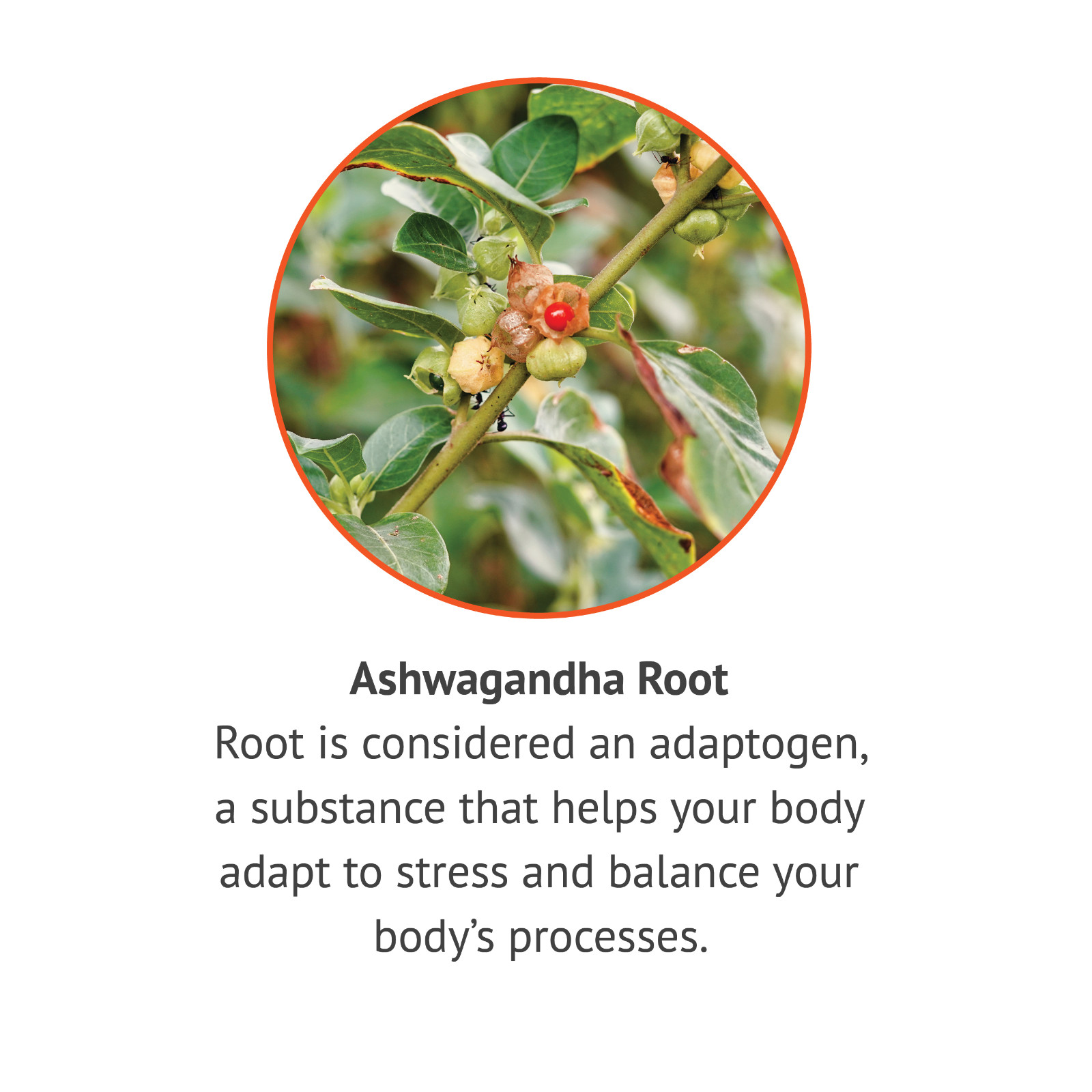 Ashwagandha Extract 450mg 90ct capsules