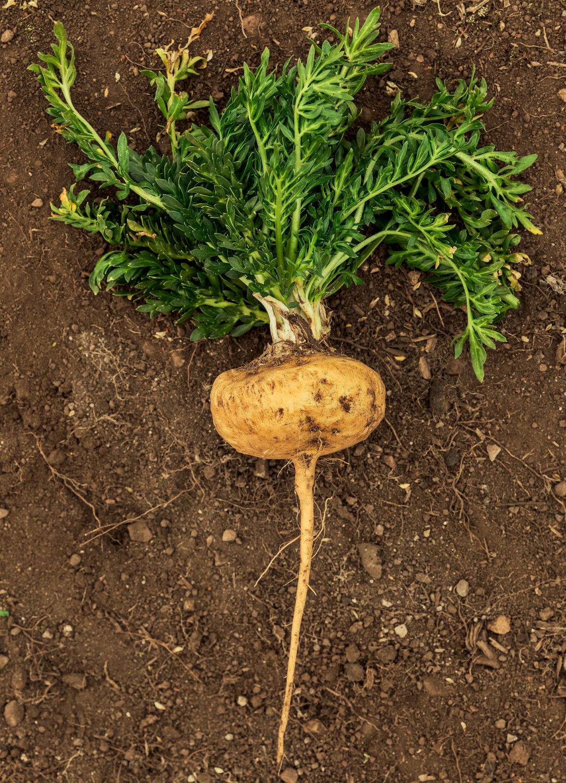 Gelatinized Maca Root Powder From Peru – Certified Organic, Fresh Harvest