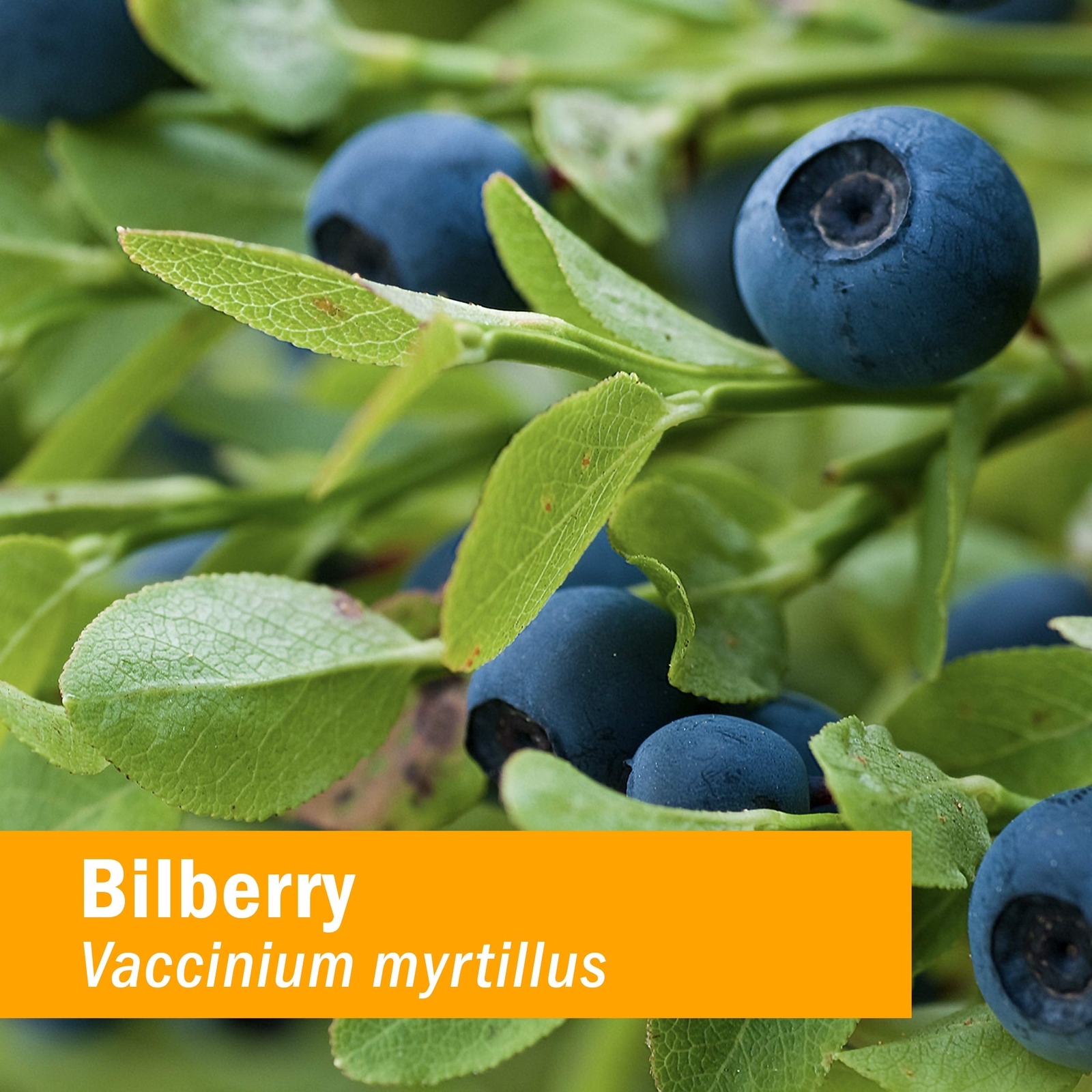 Herb Pharm Bilberry Extract for Eye and Vision Support 1 Ounce
