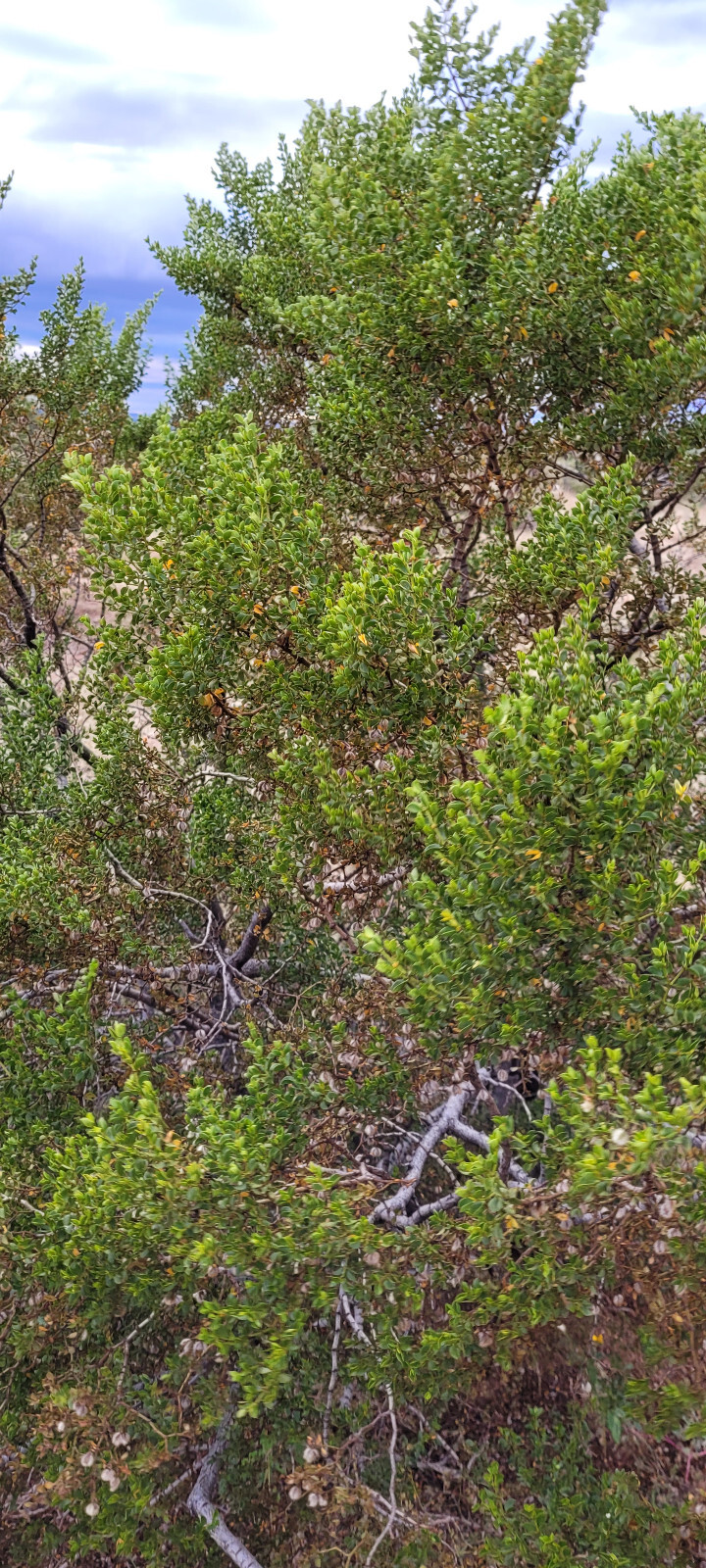 LARREA TRIDENTATA Tincture (Chaparral)