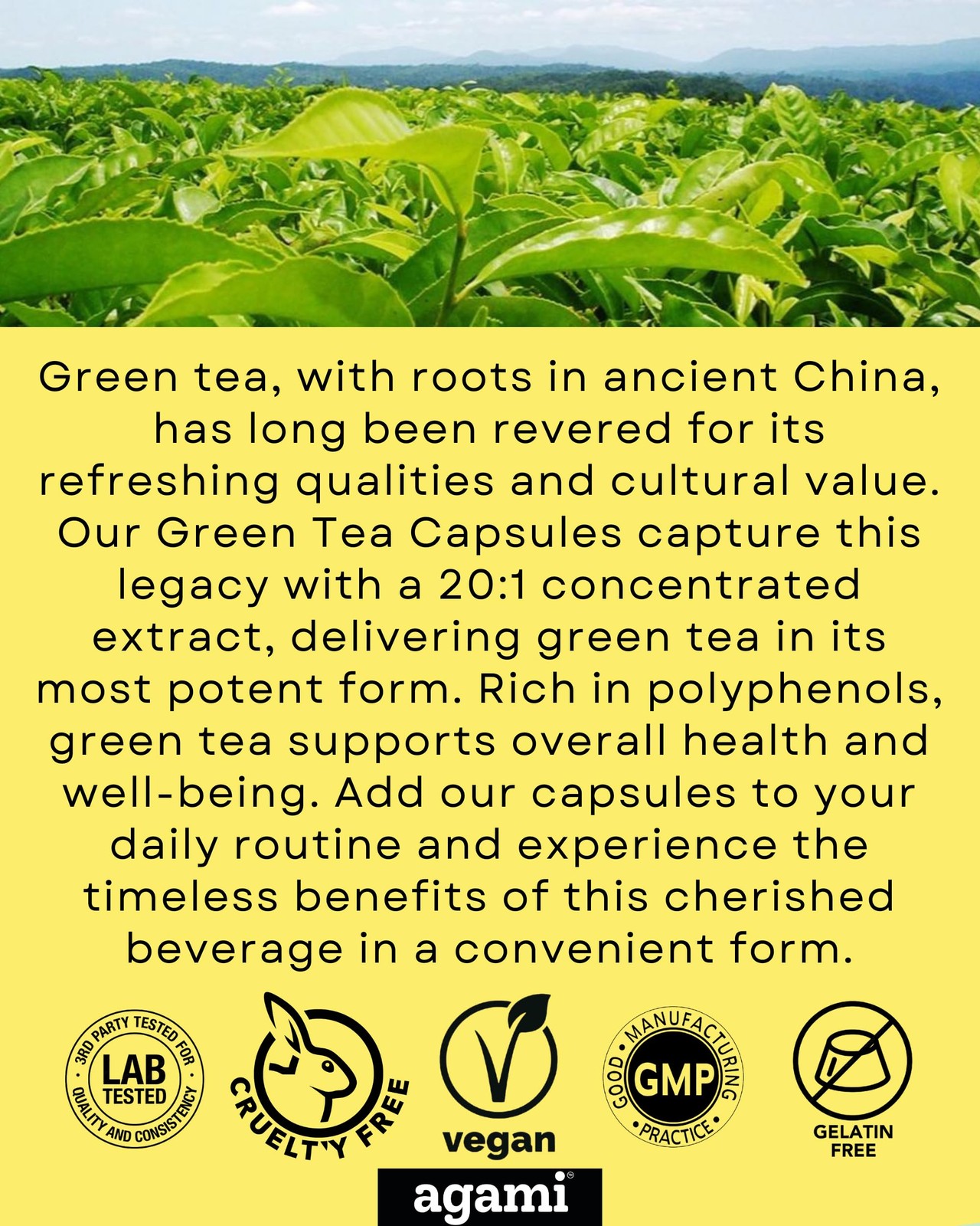 Agami Green Tea Capsules | 4 Month Supply | Energy & 120 Count (Pack of 1)