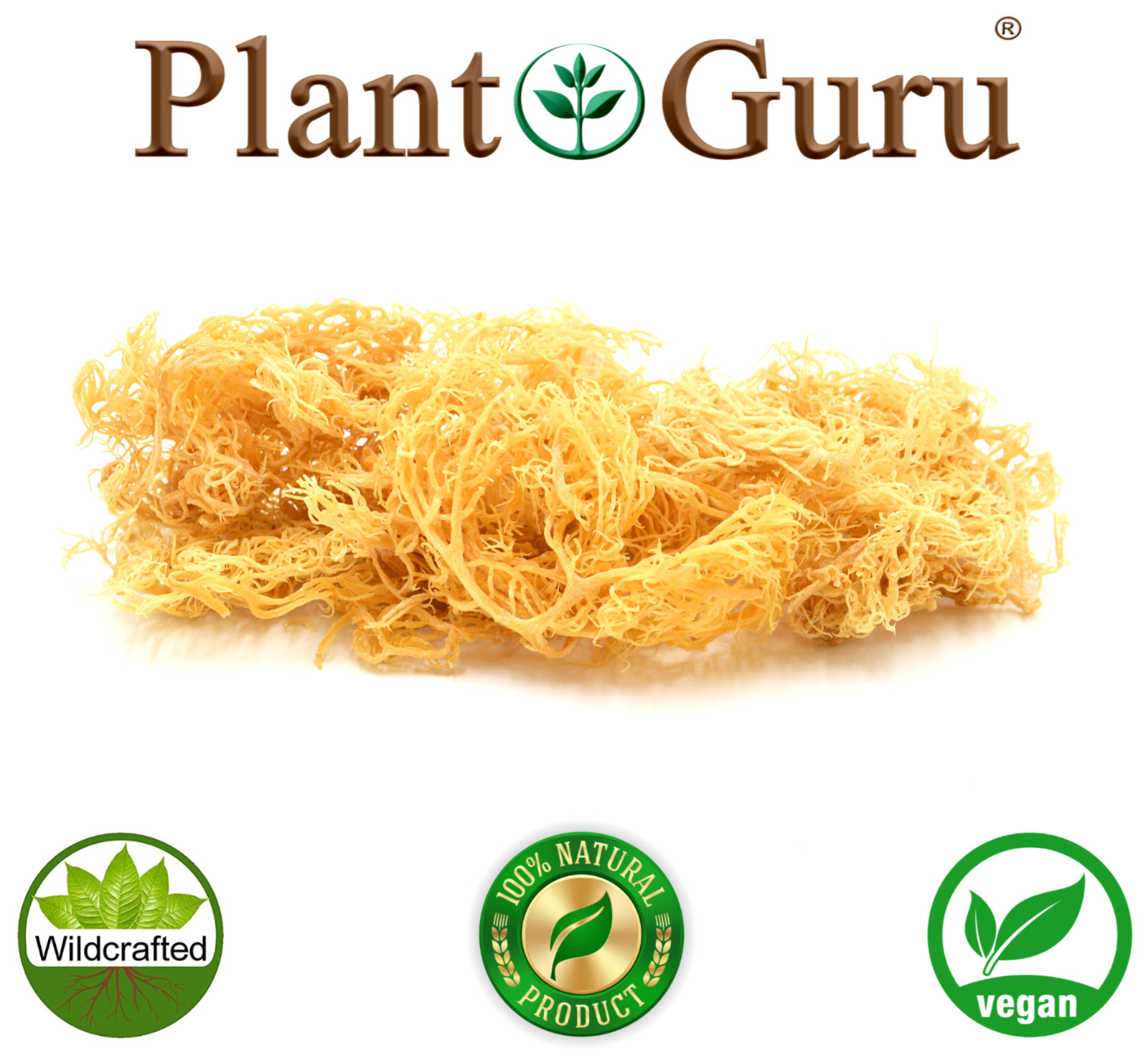 St Lucia Sea Moss / Dr Sebi Irish Moss Wildcrafted 100% Raw Gold, Purple, Green.