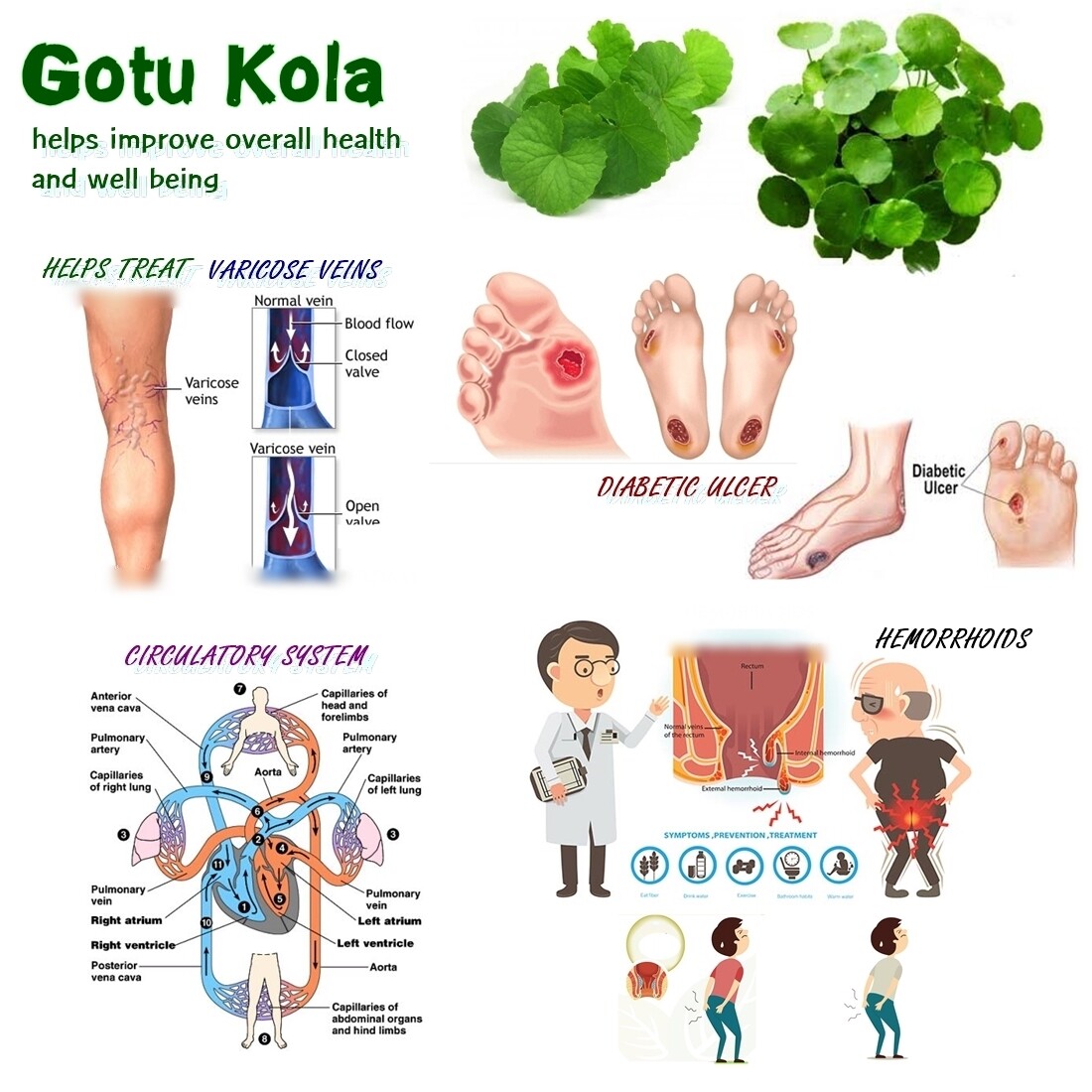 GOTULA CE_Cognitive Function_Varicose Veins_Ulcer_Hemorrhoids GIFFARINE 60Caps