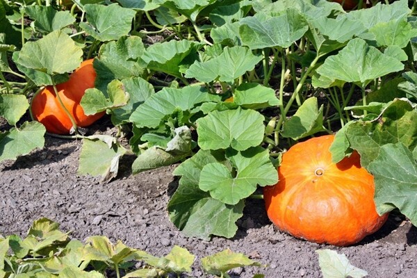Pumpkin Powder | 4oz to 5lb | 100% Pure Natural Hand Crafted