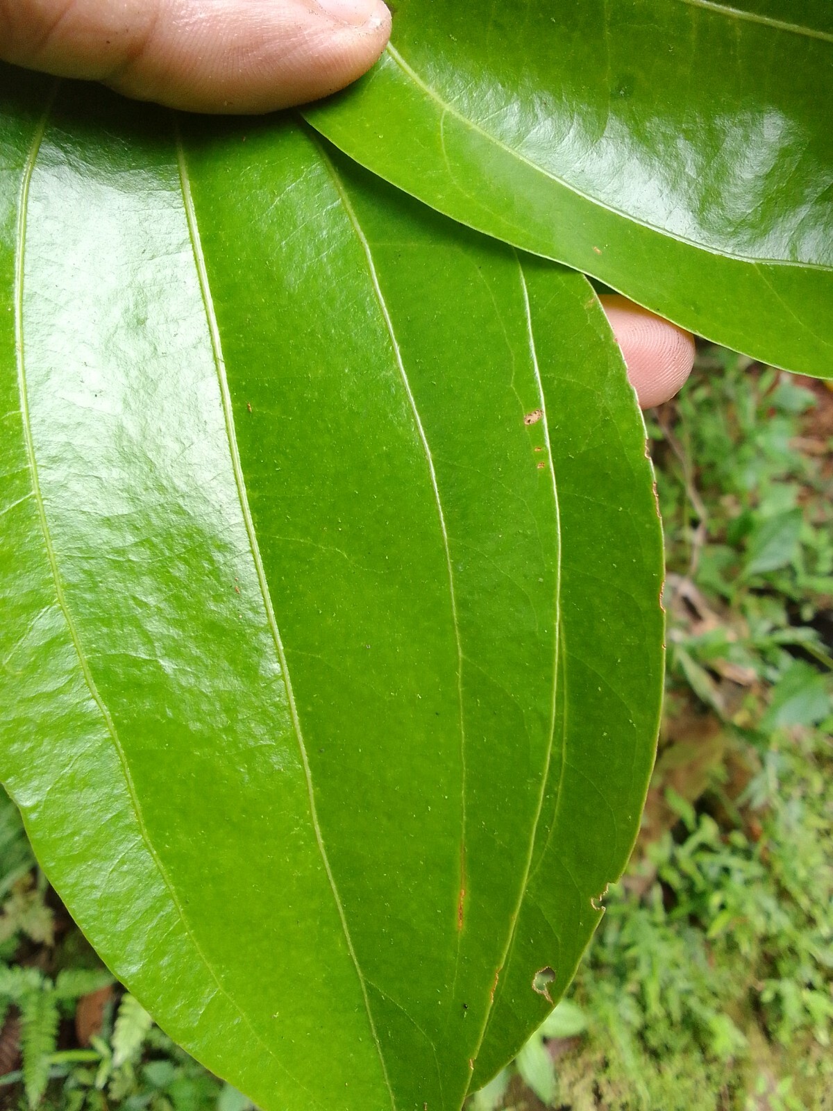 Original 100% organic cinnamon Leaf