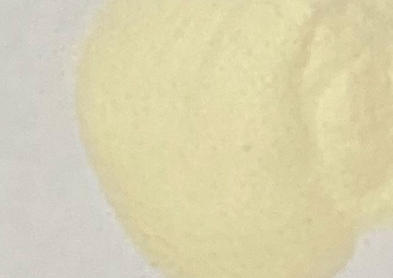 Coconut Water Powder