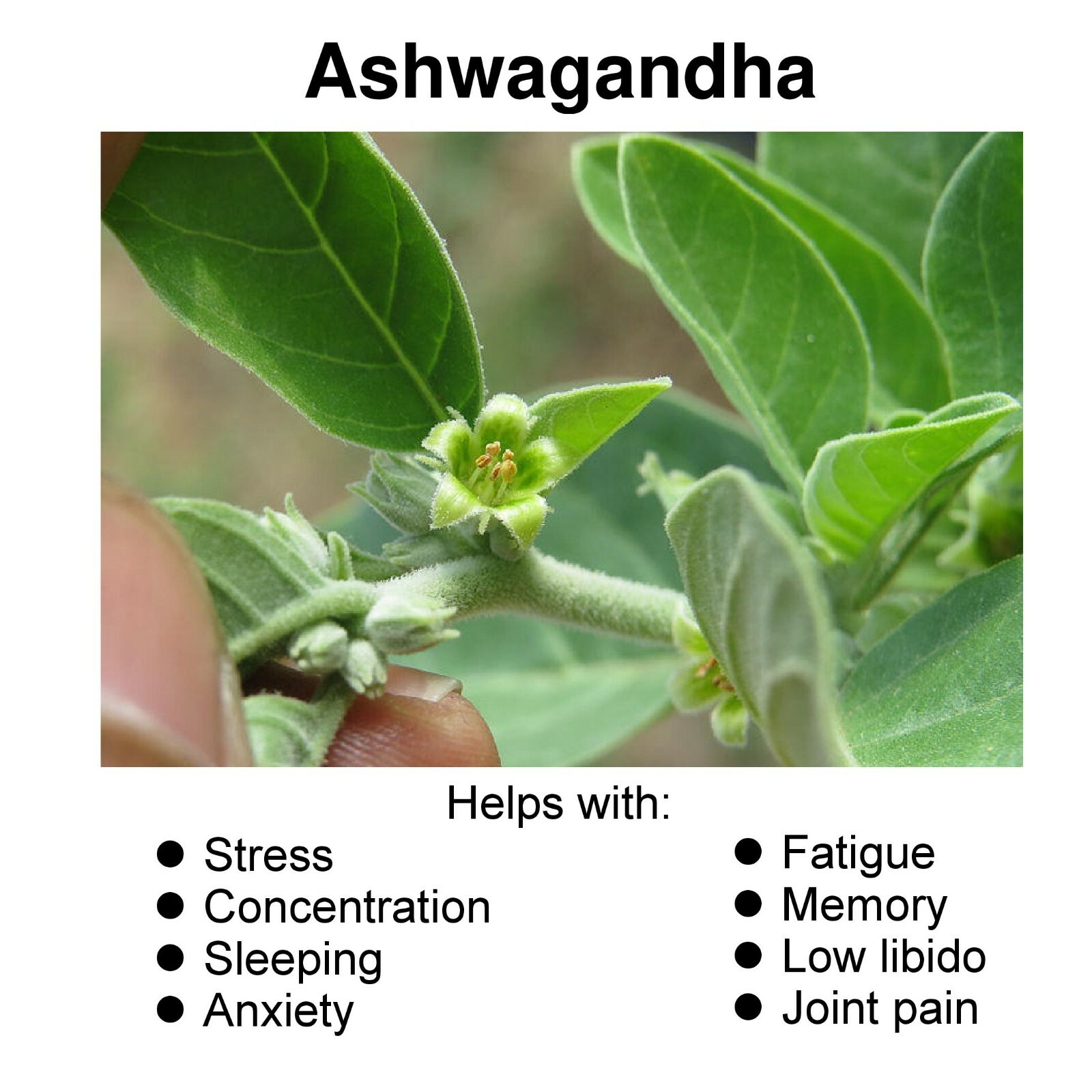 Organic Ashwagandha Capsules 1300mg + Black Pepper Anxiety Stress Relief, 2 Pack
