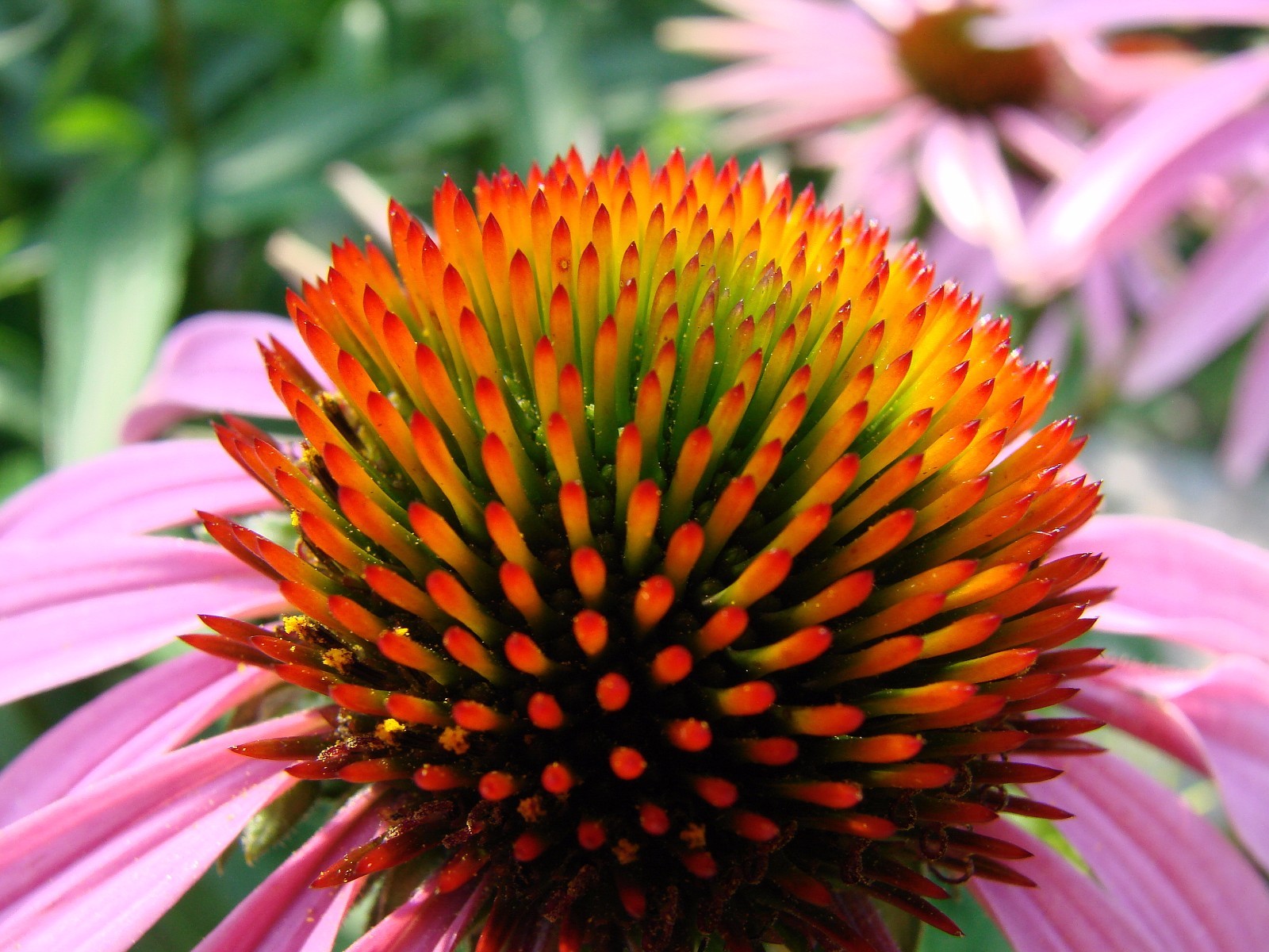 Takes Care of Stomach Pain Caps – Echinacea Powder 400mg – Echinacea Plant 1B