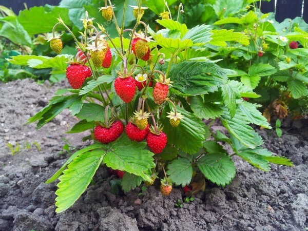 Strawberry Dried | 4oz to 5lb | 100% Pure Natural Hand Crafted