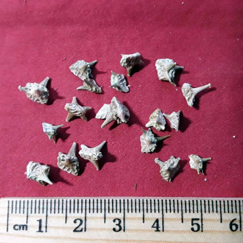 XYP Jili Ji Li 蒺藜 100Gram