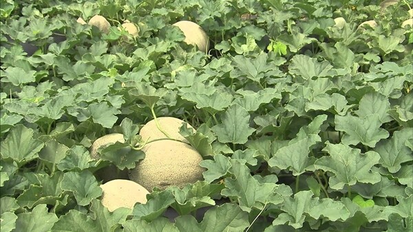 Cantaloupe Slices Dried | 4oz to 5lb | Pure Natural Hand Crafted