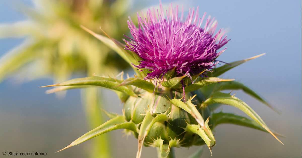 Antioxidant Anti aging – MILK THISTLE 175MG – milk thistle with tumeric – 2 Bot