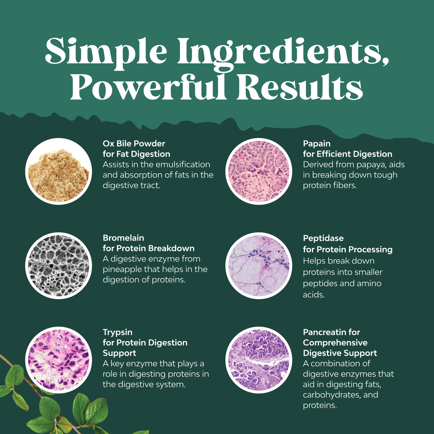 Digestive Enzymes with Ox Bile Supplement – Purified Bile Salts for Digestion