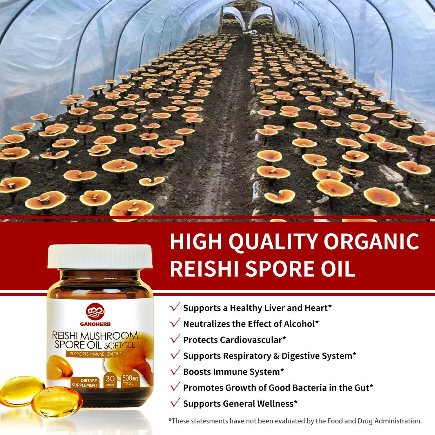 GANOHERB Organic Ganoderma Lucidum Reishi Mushroom lingzhi Spore Oil Softgel