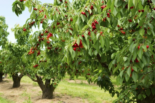 Cherry Tart Dried | 4oz to 5lb | 100% Pure Natural Hand Crafted