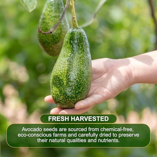 Pure Avocado Seed Powder 7 oz – Dehydrated Superfood for Smoothies, Teas, Cookin