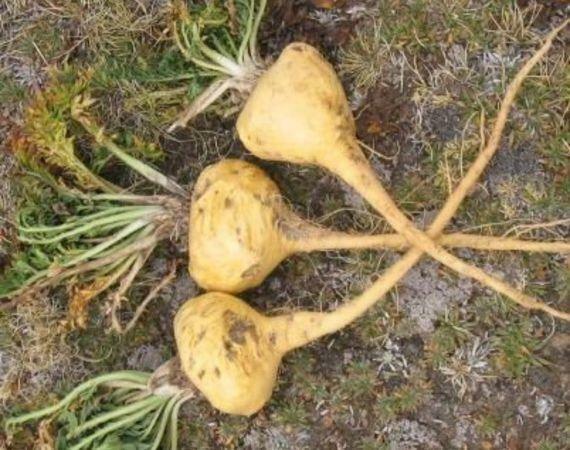 Premium Tri-Color Maca Root – Organic