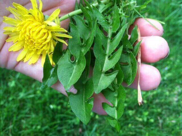 diuretic capsules – DANDELION ROOT 520MG – dandelion leaf 2B