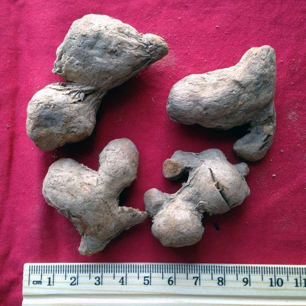 XYP Paojiang Pao Jiang 炮姜 100Gram