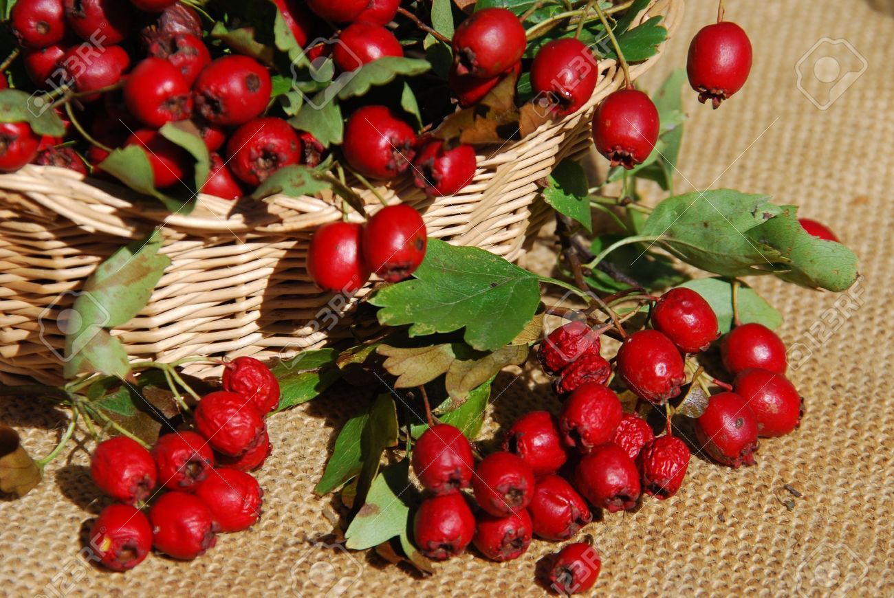 Enhances Weight Loss – Hawthorn Leaf Extract 665mg – Hawthorn Tree Extract 2B