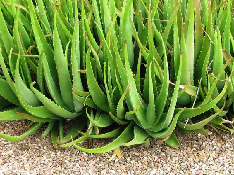 Aloe Vera Whole Leaf Gel | 1floz to 32floz | 100% Pure Natural Cold-Pressed