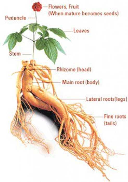 Notoginseng Root 80% Notoginsenosides Powder | 2oz to 1lb | Natural Hand Crafted