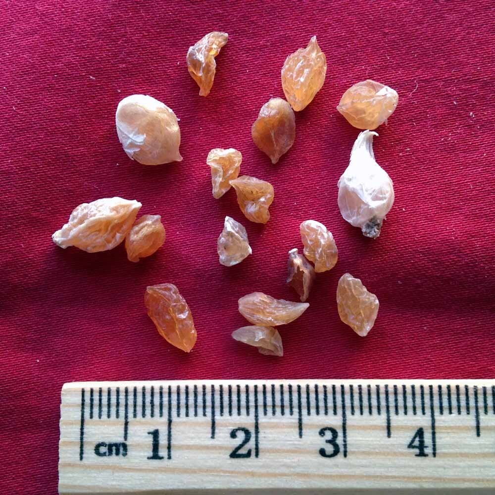 XYP Xiebai Xie Bai 薤白 100Gram