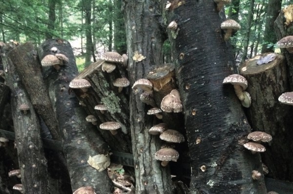Shitake Mushroom Powder | 4oz to 5lb | 100% Pure Natural Hand Crafted