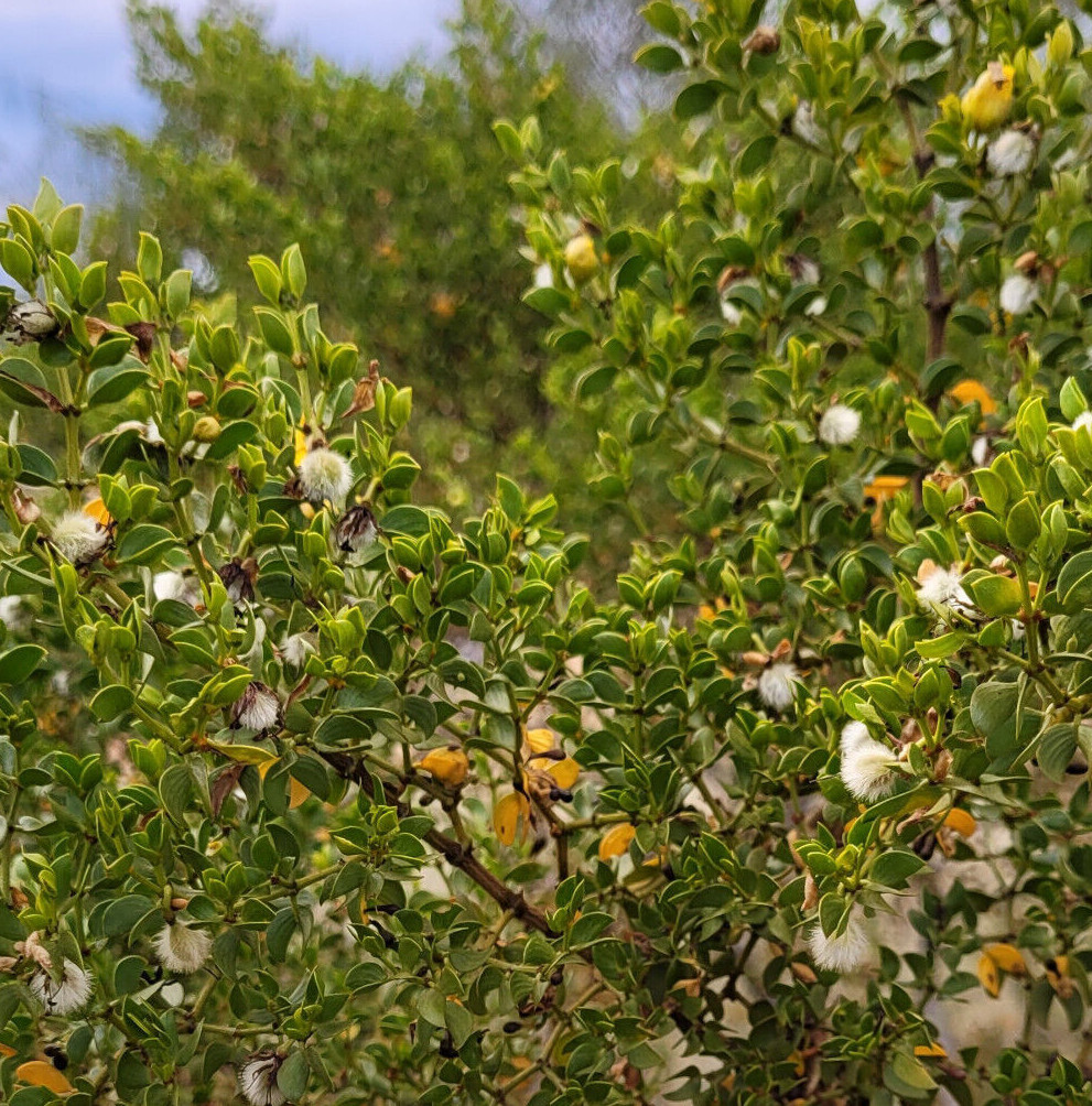 LARREA TRIDENTATA Tincture (Chaparral)