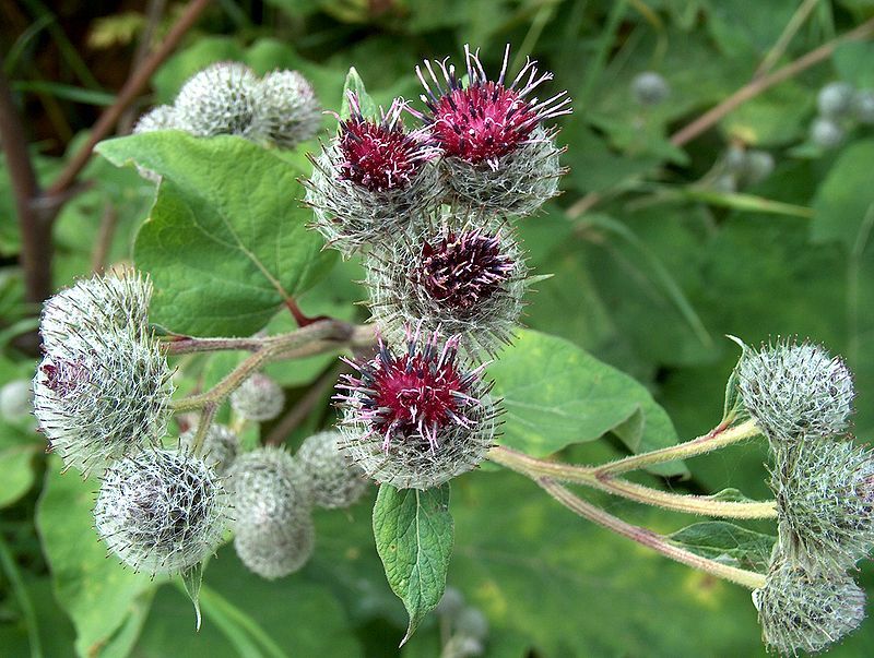anti inflammatory herbal blend – LIVER DETOX & CLEANSE – milk thistle combo 1B