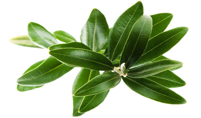 Olive Leaf Capsules – Highest Oleuropein – Organic – California Farm Grown