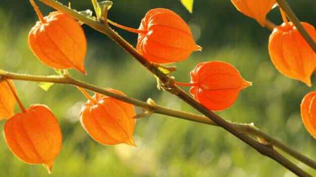 ashwagandha – ASHWAGANDHA ROOT COMPLEX – anti inflammatory 3 bottles