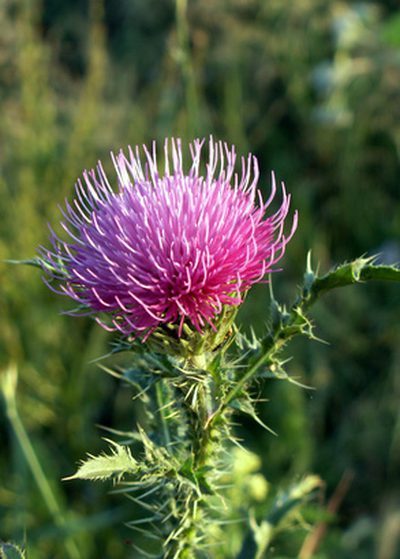 anti inflammatory herbal blend – LIVER DETOX & CLEANSE – milk thistle combo 1B