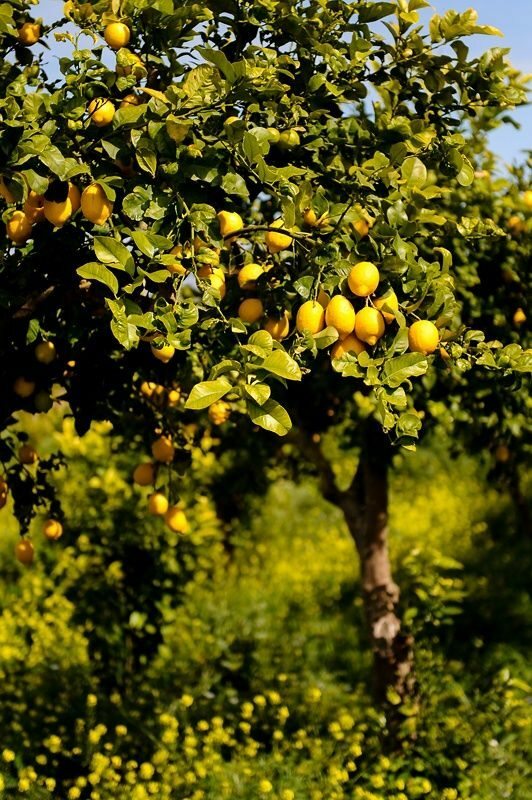 Lemon Powder | 4oz to 5lb | 100% Pure Natural Hand Crafted