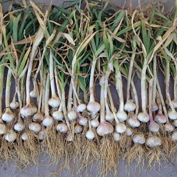 Garlic Fine Powder | 6oz to 5lb | 100% Pure Natural Hand Crafted