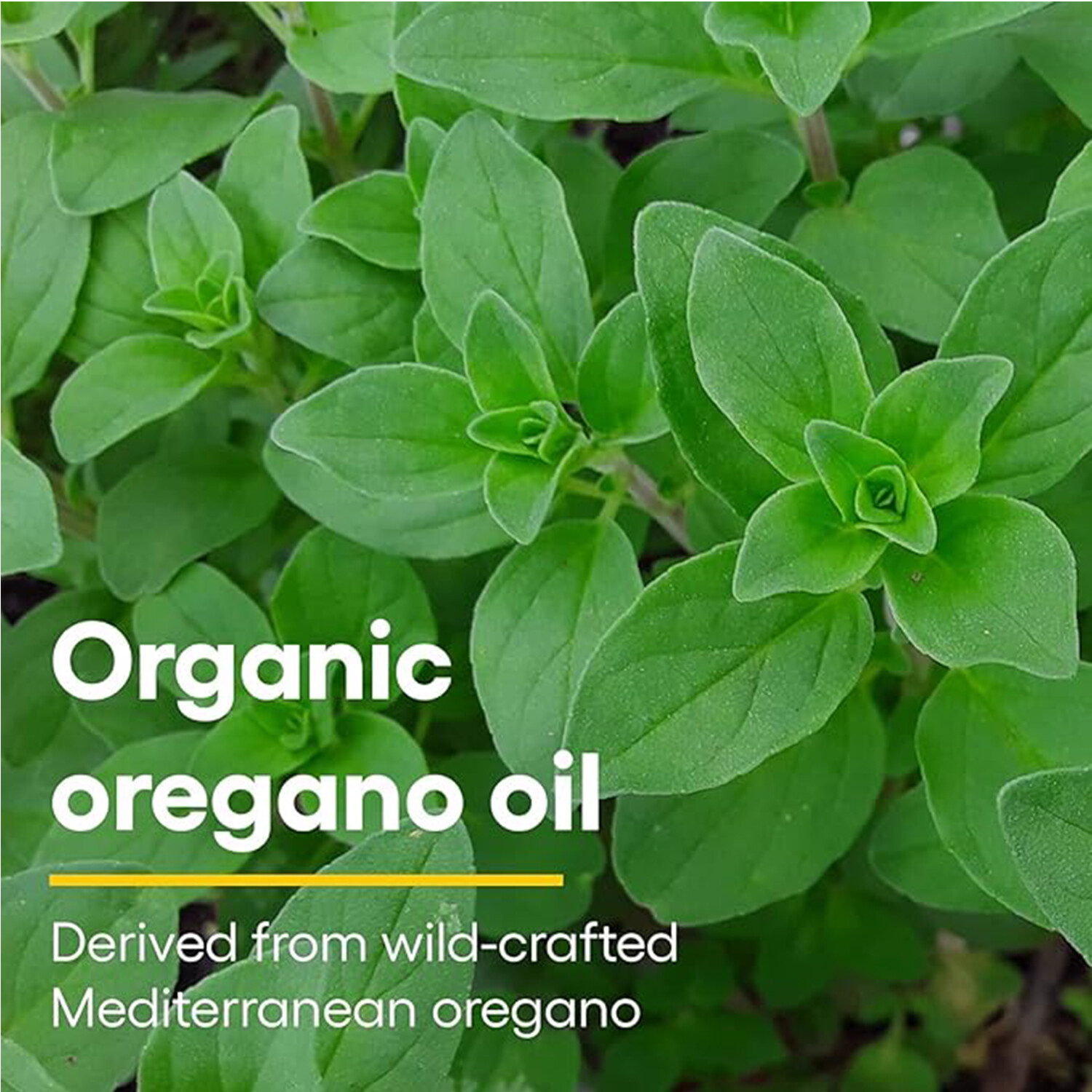 Natural Factors Organic Oil of Oregano, 2 Ounces (60 mL)