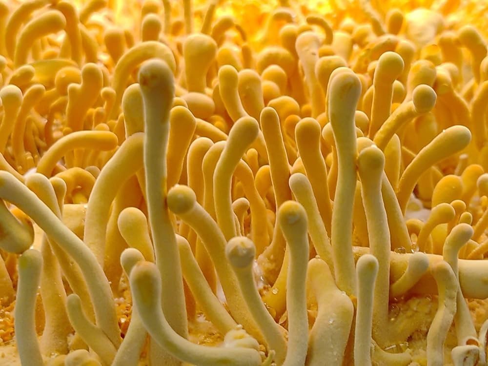 Organic Sea Moss and Agaricus Blazei mushroom Capsules – 75 capsules!! 1000mg XL