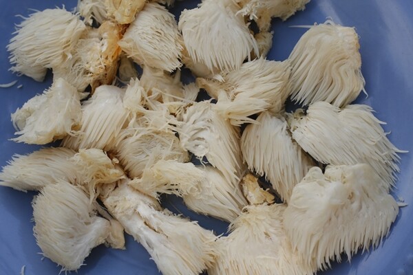 Lions Mane Mushroom 10:1 Extract Powder | 4oz to 5lb | Pure Hand Crafted