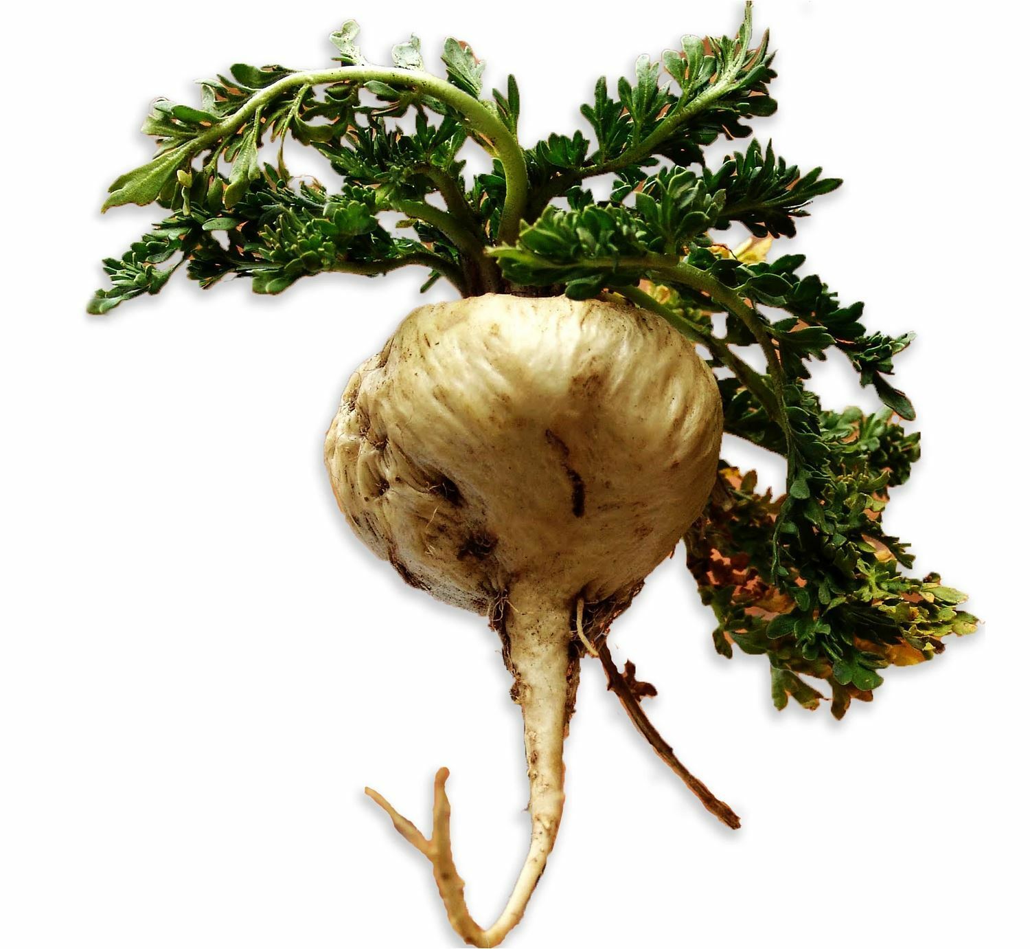 Premium Tri-Color Maca Root – Organic