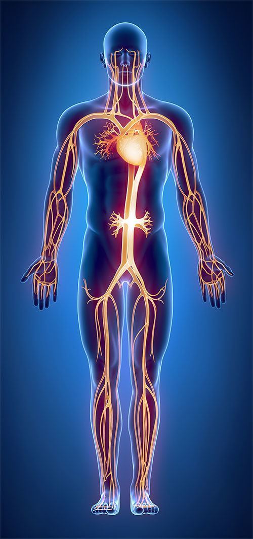 Blood Circulation – Blood Pressure Support 707mg – Blood Pressure Pills 6B