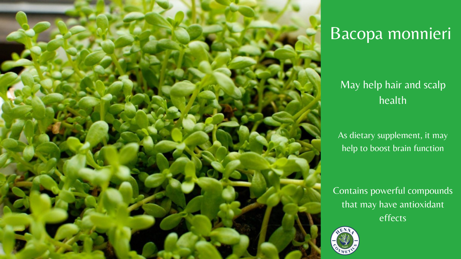 Brahmi Powder (Waterhyssop) Bacopa Monnieri | 200 Grams (7.05 Ounces) | Natural