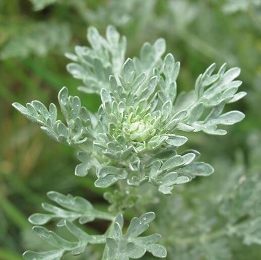 CANDIDA CLEANSE – wormwood – caprylic acid – protease – anise seed – 1B 60 Caps