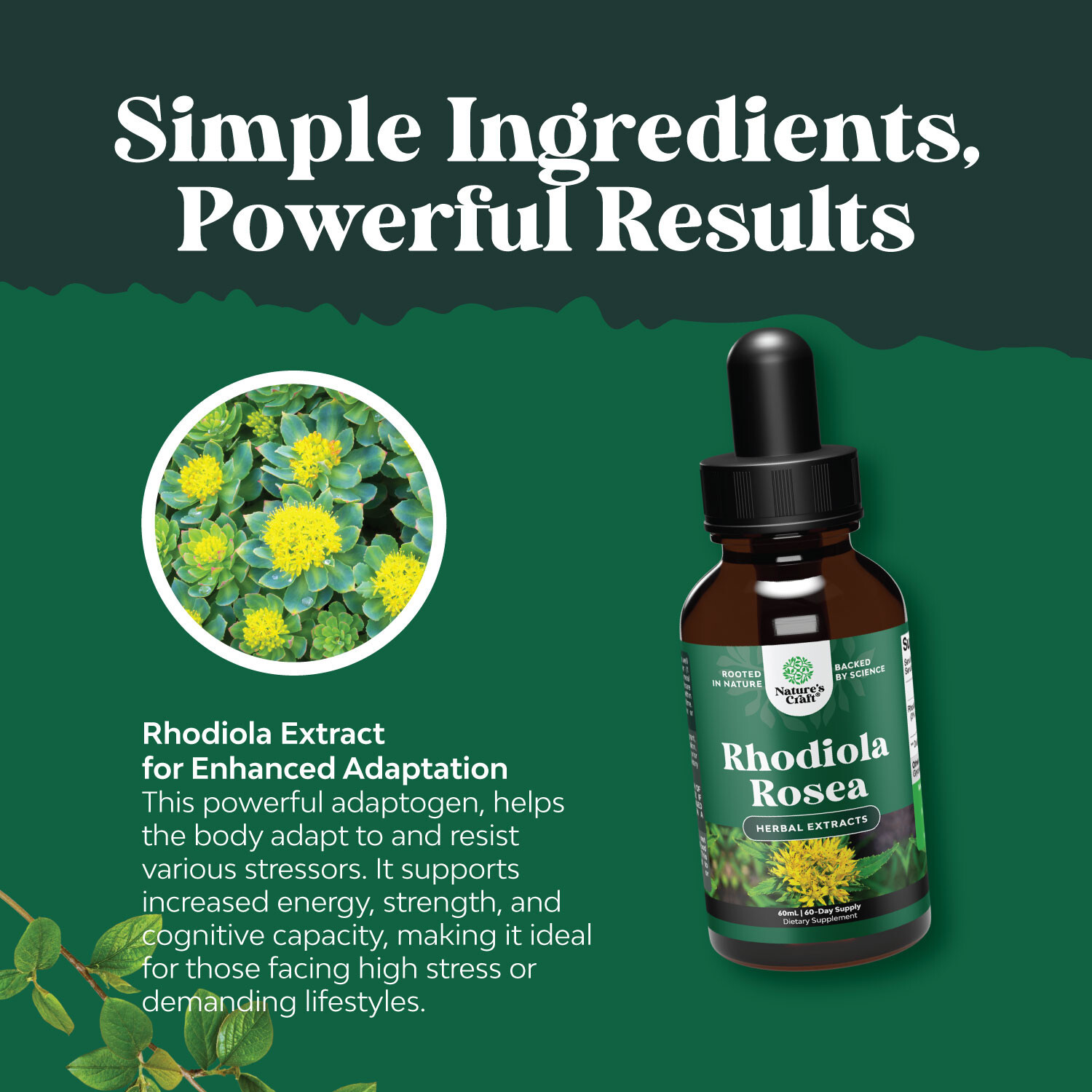 High Potency Rhodiola Rosea Tincture Liquid Rhodiola Supplement for Stress 60mL